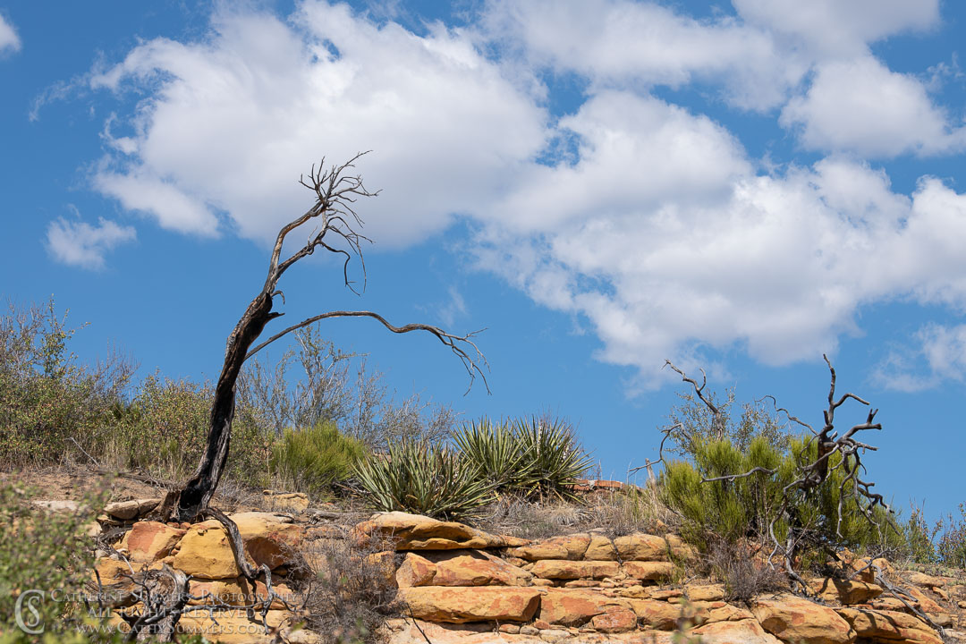 Burned Pine Tree Clinging to the Edge: Mesa Verde National Park