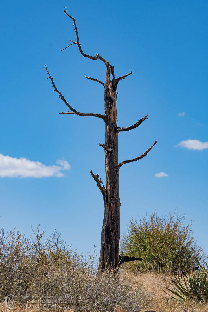 Burned Pine Tree on Wetherill Mesa: Mesa Verde National Park