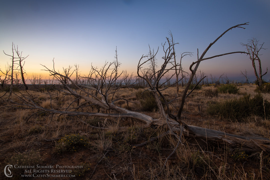 20180918_004: horizontal, trees, dawn, burned, pine tree, silhouette, Mesa Verde National Park, landscape