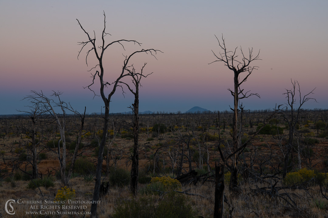 20180918_008: horizontal, trees, dawn, burned, pine tree, silhouette, Mesa Verde National Park, landscape