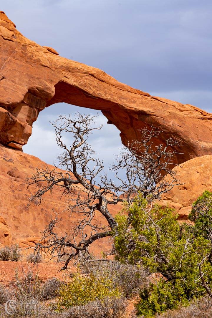 Pine Tree and Arch: Arches National Park