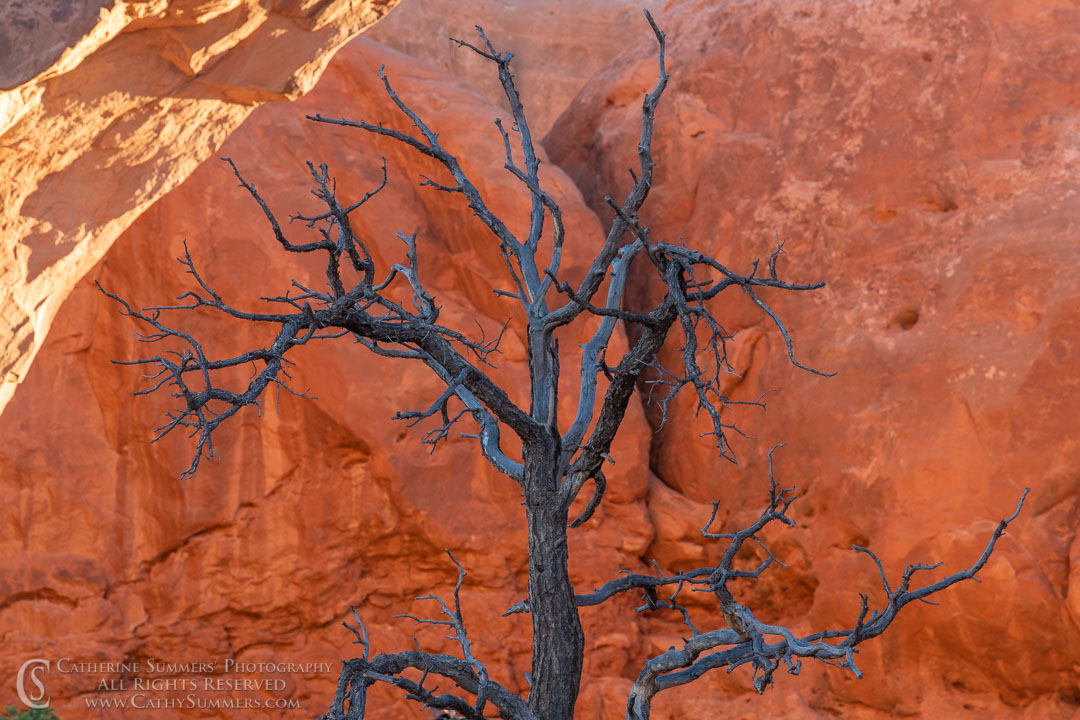 Pine Tree and Sandstone: Arches National Park