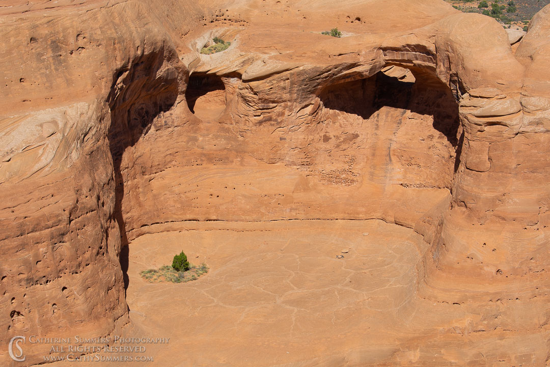Pine Trees Growing on Cliffs: Arches National Park