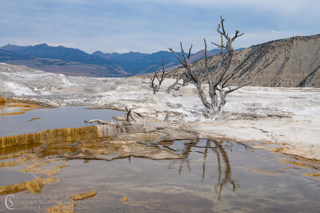 Skeleton Pine Trees and Reflection - Mamoth Hot Springs: Yellowstone National Park