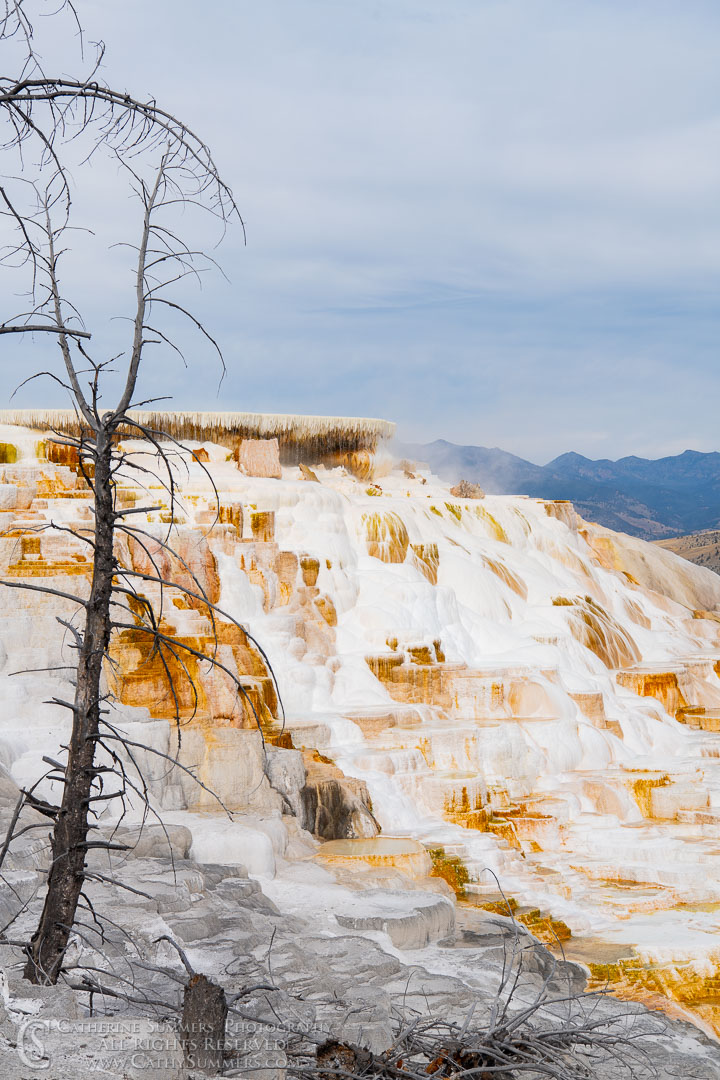 Skeleton Pine Trees and Travertine Terraces at mamoth Hot Springs: Yellowstone National Park