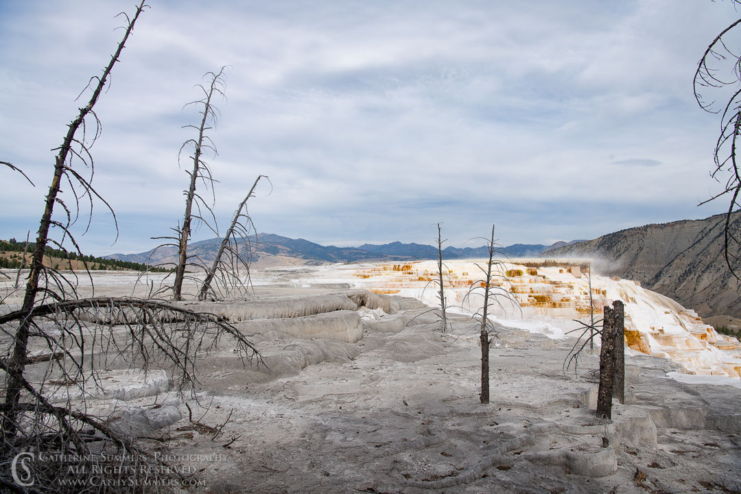 Skeleton Pine Trees and Travertine Terraces at mamoth Hot Springs: Yellowstone National Park