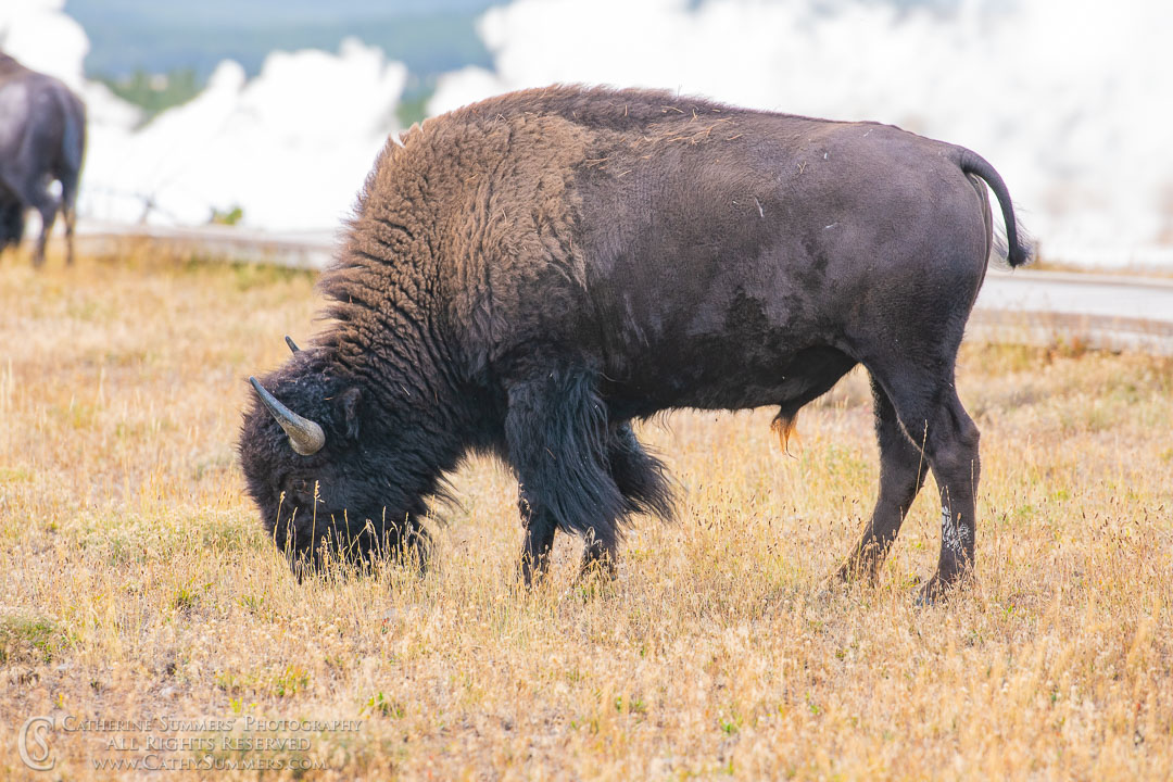 Grazing Bison in a Gyser Basin Along the Firehole River: Yellowstone National Park
