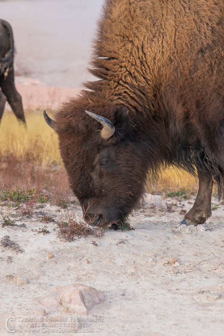 Grazing Bison in a Gyser Basin Along the Firehole River (Headshot): Yellowstone National Park