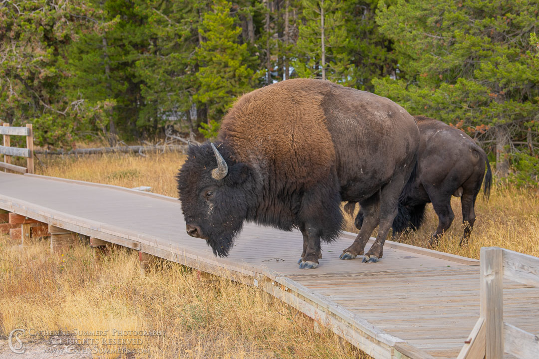 Bison on a Gyser Basin Boardwalk Along the Firehole River: Yellowstone National Park