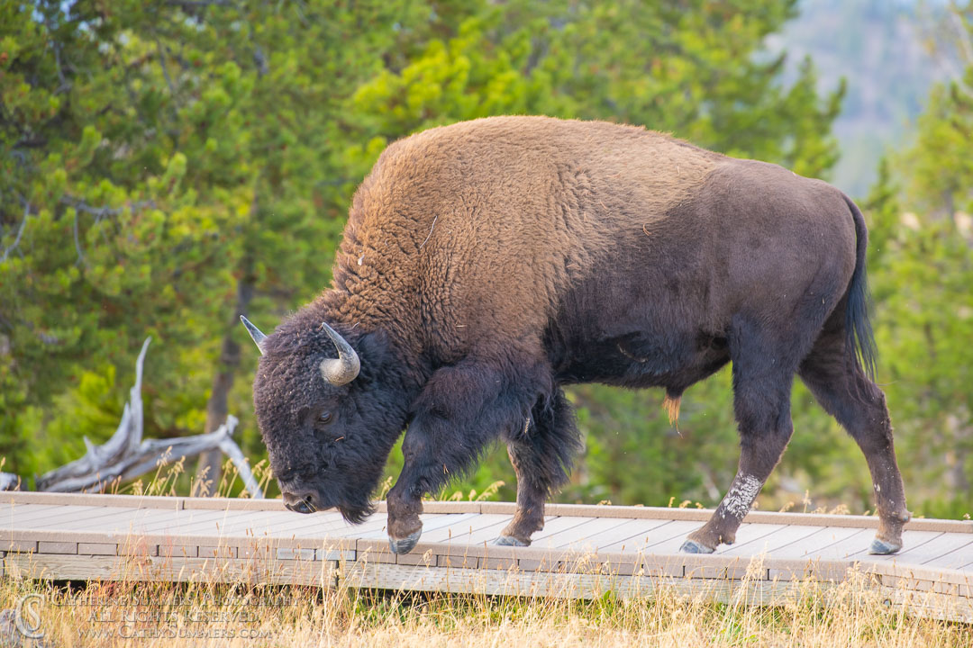Bison on a Gyser Basin Boardwalk Along the Firehole River: Yellowstone National Park