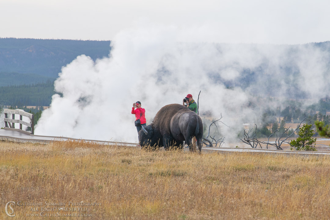 Tourists Too Close to a Bison near the Firehole River: Yellowstone National Park
