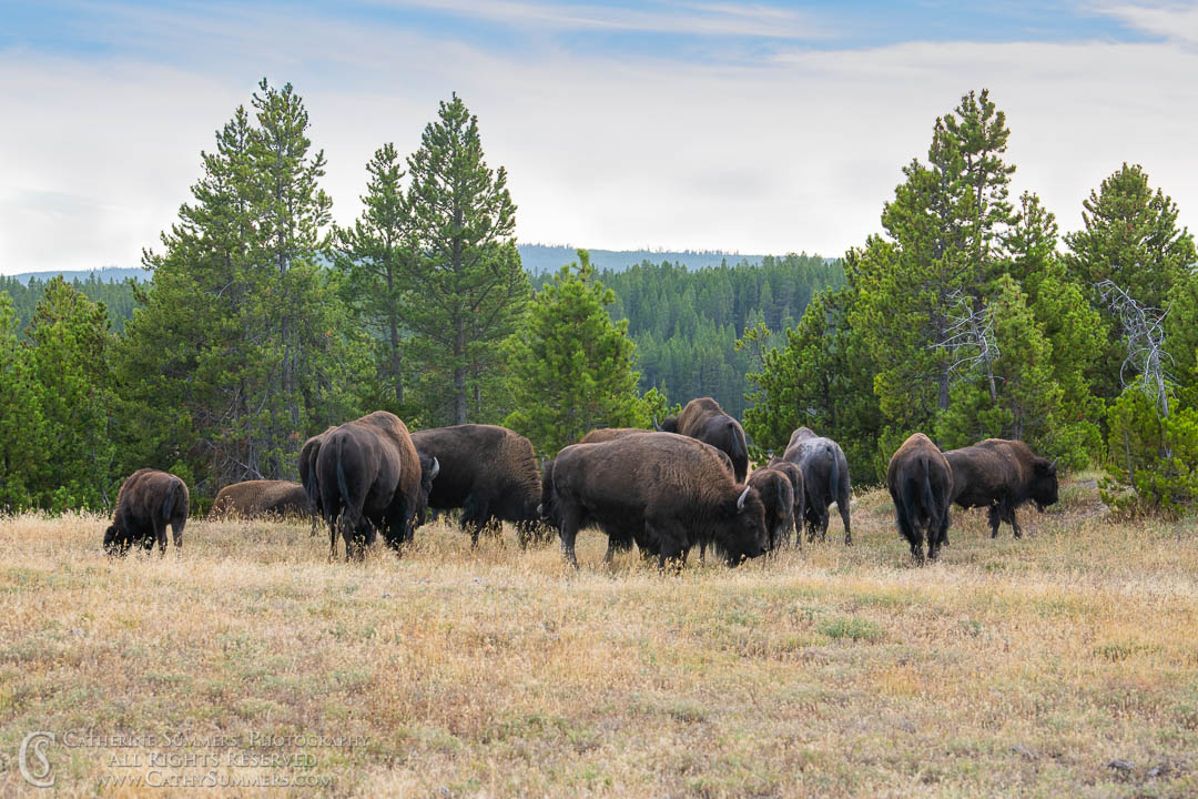 Herd of Bison Grazing: Yellowstone National Park