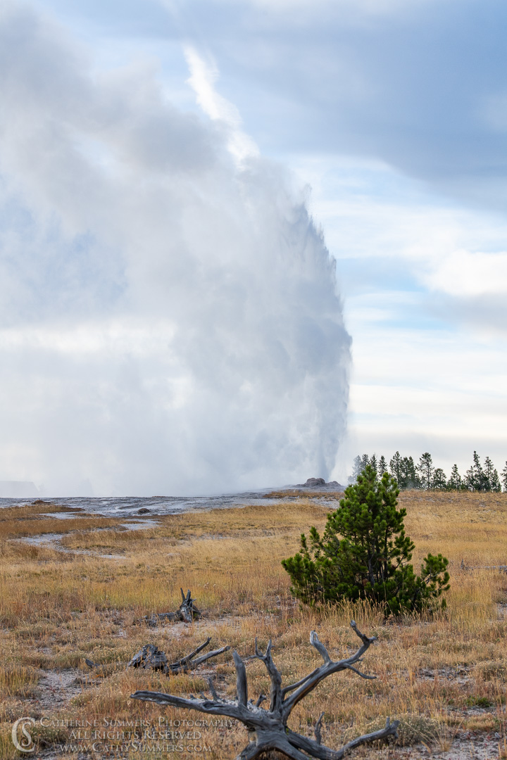 Old Faithful Errupts Against a Gray Sky: Yellowstone National Park
