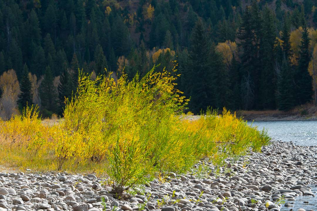 Autumn Willows on the Riverbank: Grand Teton National Park
