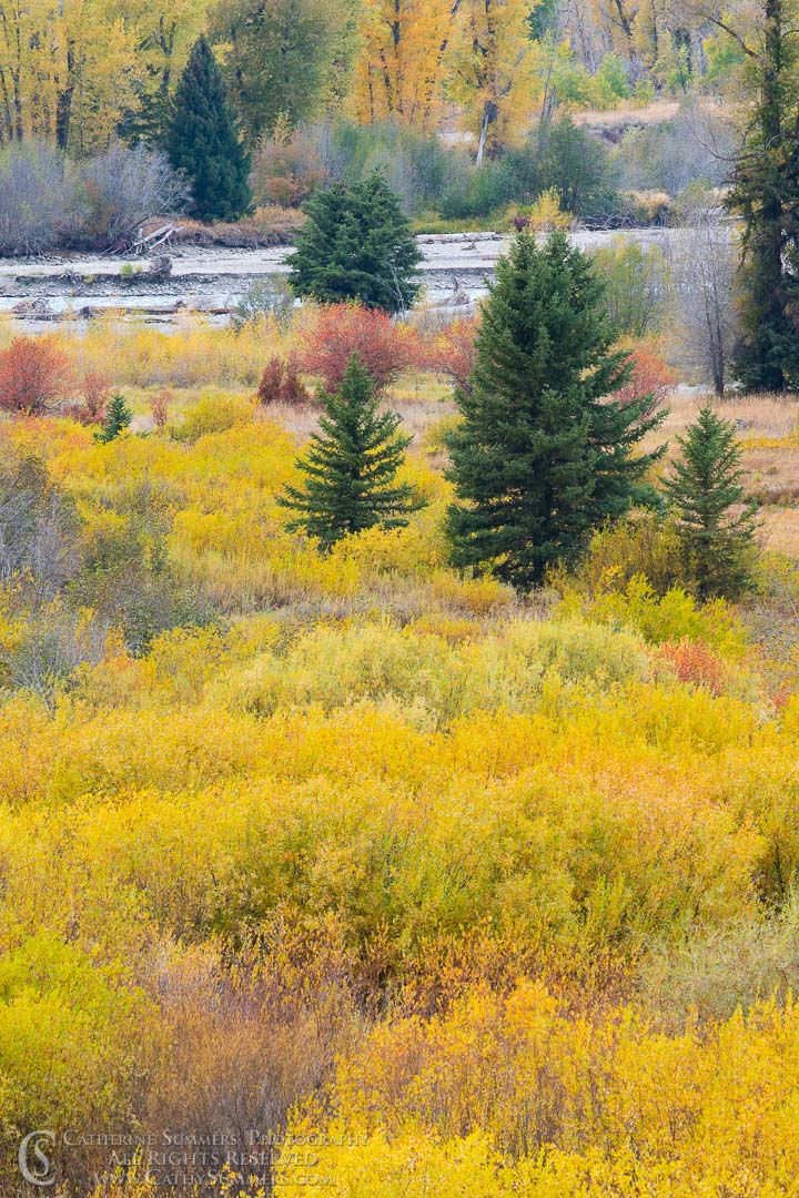 Autumn Willows and Pine Trees along the Snake River: Grand Teton National Park