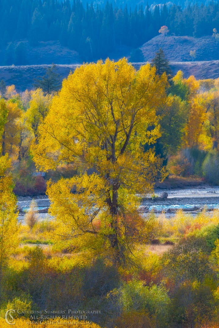 Backlit Cottonwood and Snake River: Grand Teton National Park