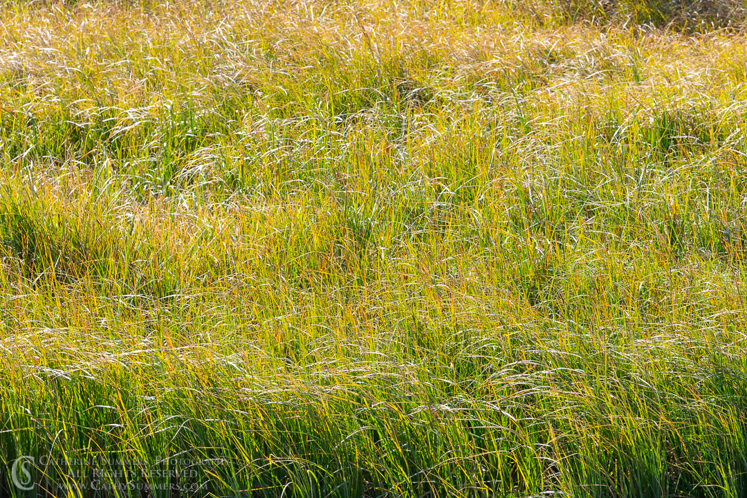 Grass on the River Bank - Orton Effect