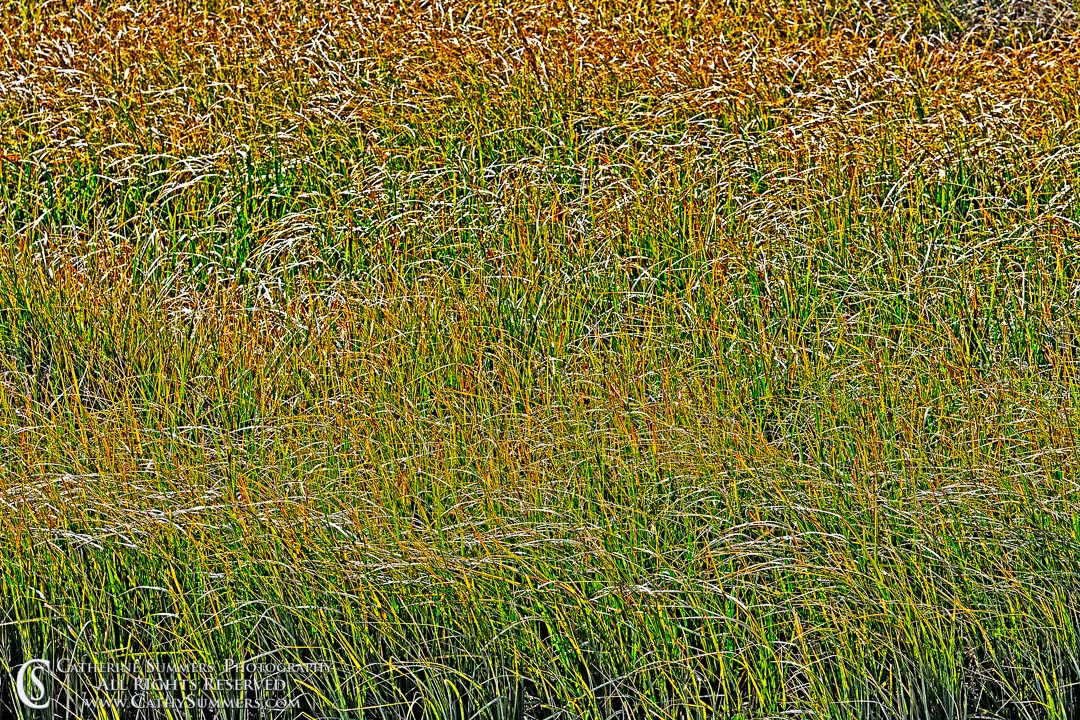 Grass on the River Bank - HDR Effect