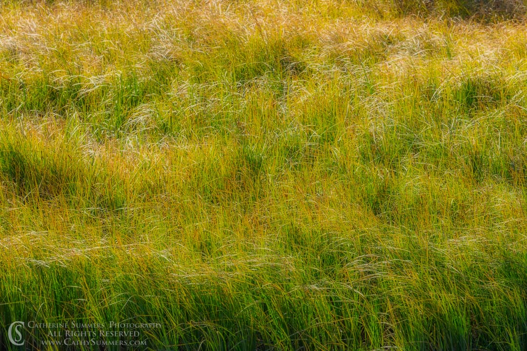 Grass on the River Bank - Orton Effect