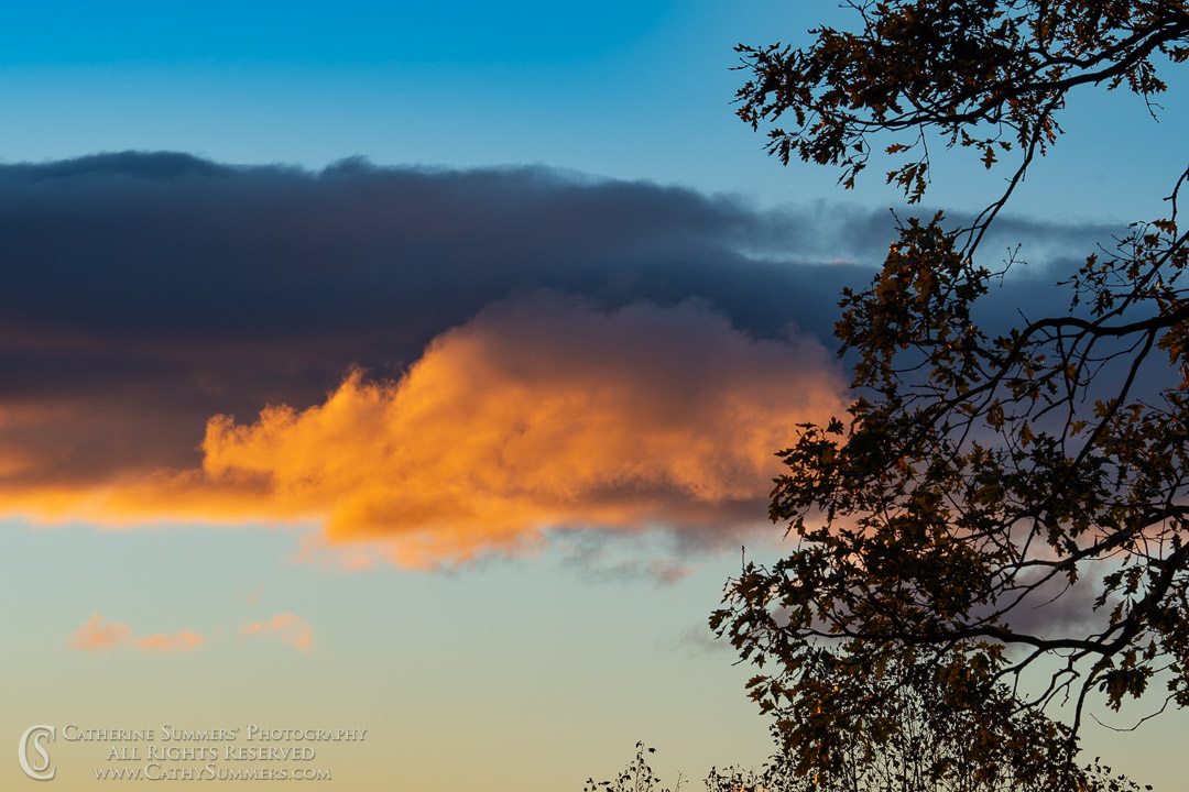 Sunrise Clouds and Dark Tree: Blue Ridge Parkway, Virginia