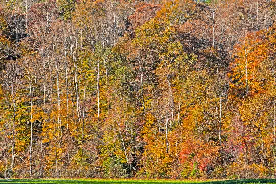 Fall Colors Filling the Frame: Albemarle County, Virginia