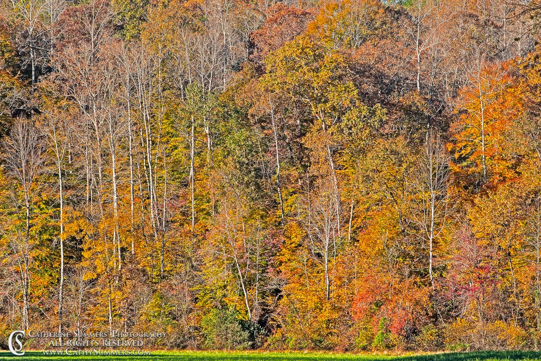 Fall Colors Filling the Frame: Albemarle County, Virginia - HDR Effect