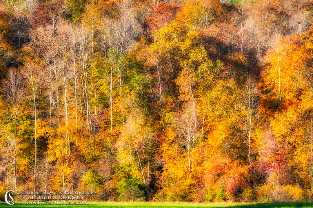 Fall Colors Filling the Frame: Albemarle County, Virginia - Orton Effect