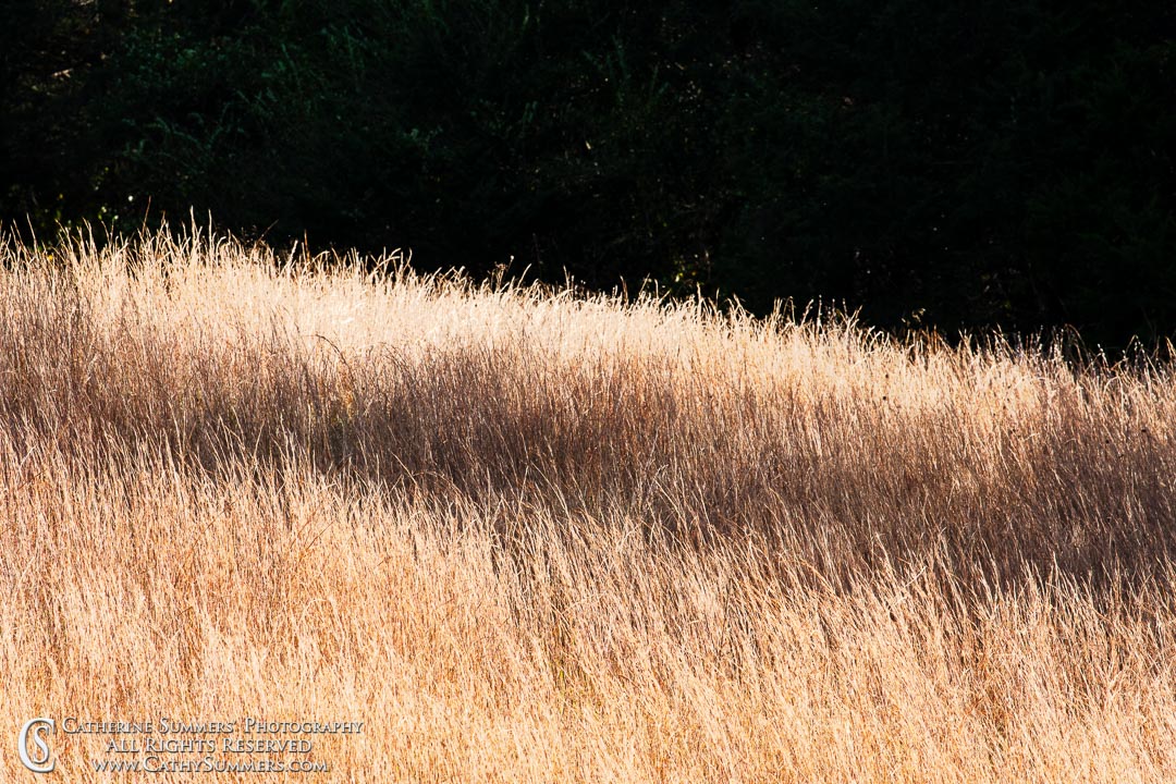 Sun and Shadows on Autumn Grass: Albemarle County, Virginia - Orton Effect
