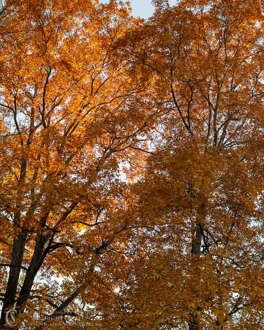 Autumn Leaves Overhead Late Afternoon