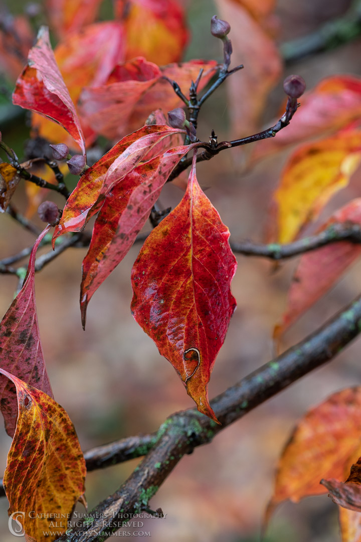 Autumn Dogwood Leaves in the Rain