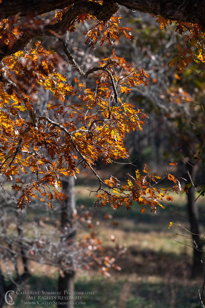 Sunlight Through Autumn Oak Leaves