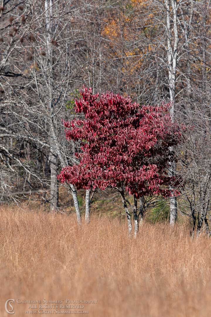 Autumn Dogwood at the Edge of the Forest