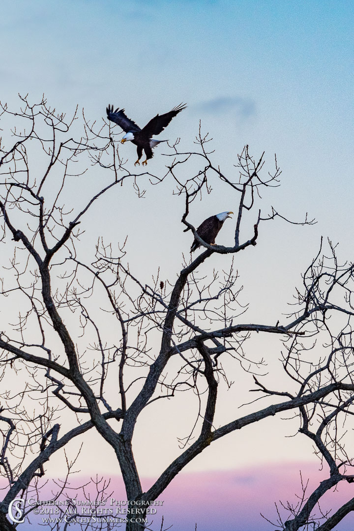 Bald Eagles on the Potomac River at Sunset