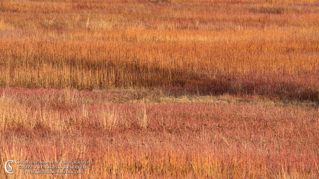Bands of Color in the Late Afternoon Sunlight on the Grasses at Big Meadows