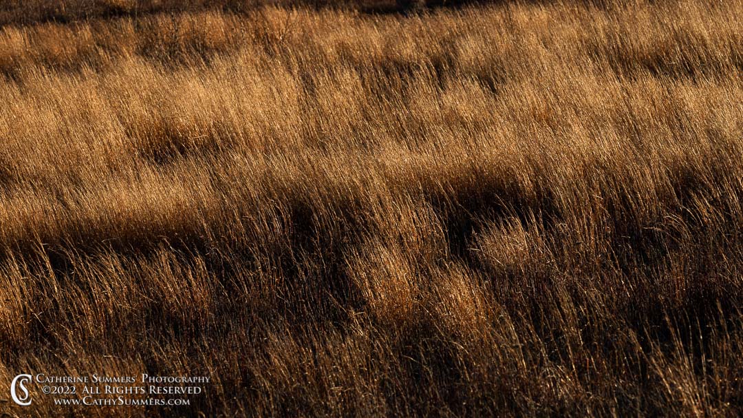 Late Afternoon Sunlight in the Grasses at Big Meadows