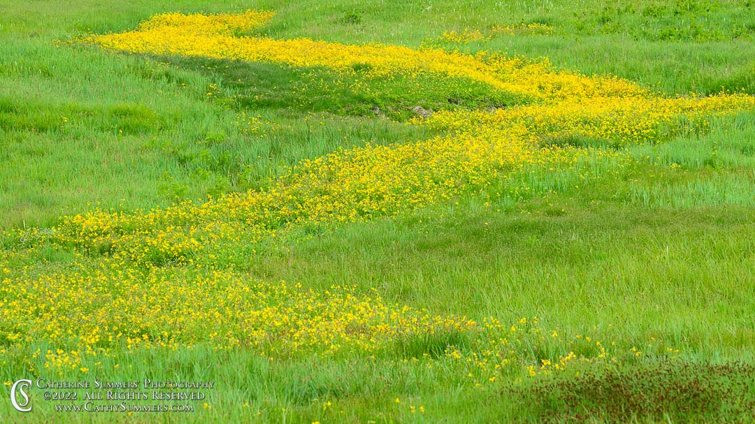 Wildflower Pattern in a Hayden Valley Meadow, Yellowstone National Park