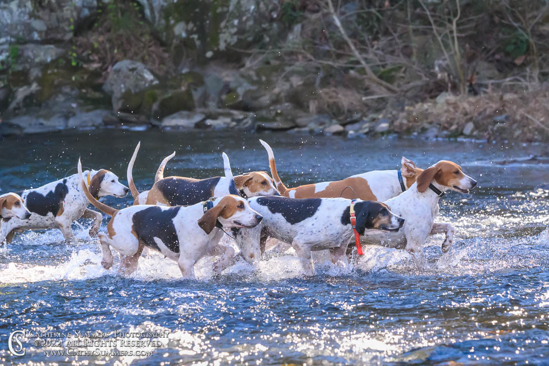 Hounds Crossing Moormans River at Blue Hole