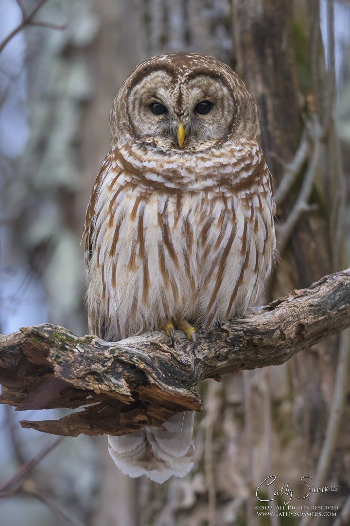 Barred Owl in Shenandoah National Park