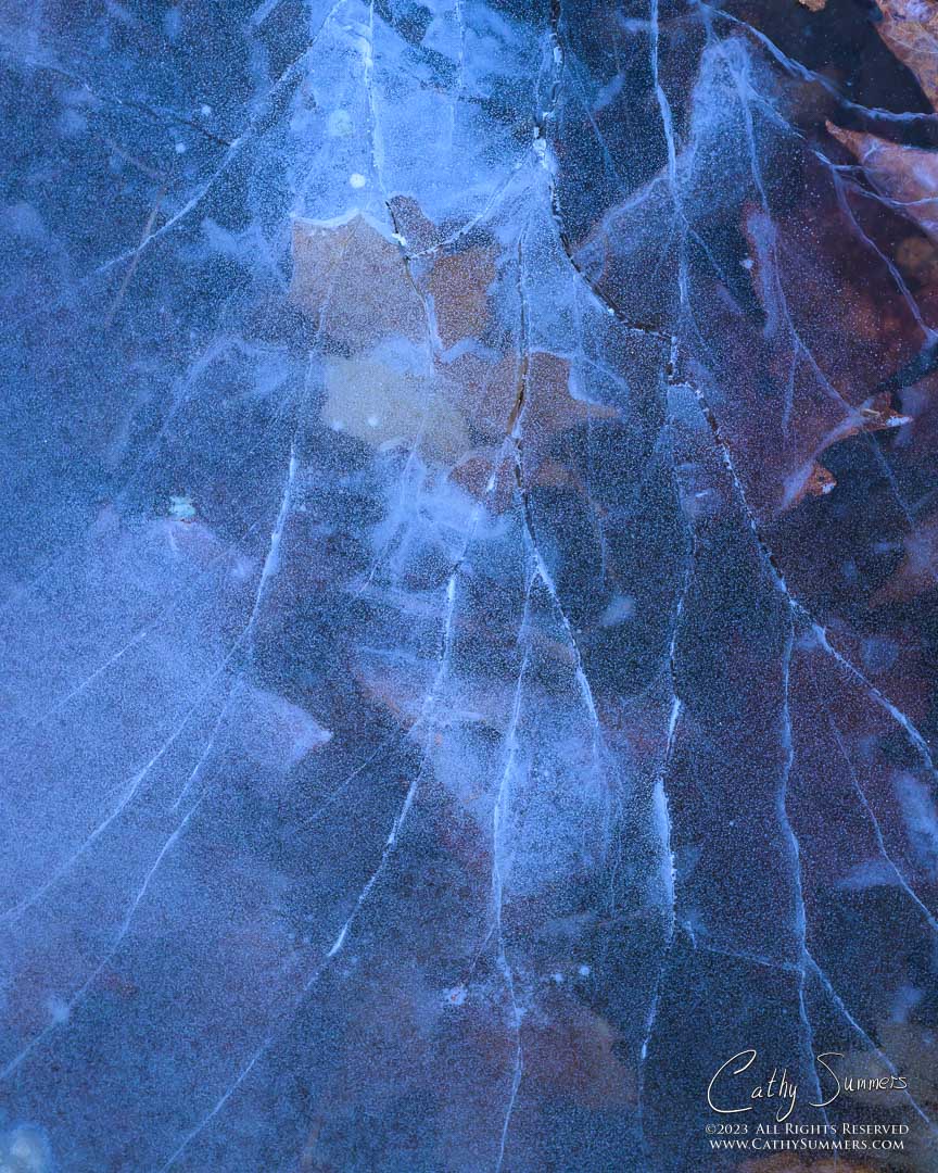 Leaves in the Ice