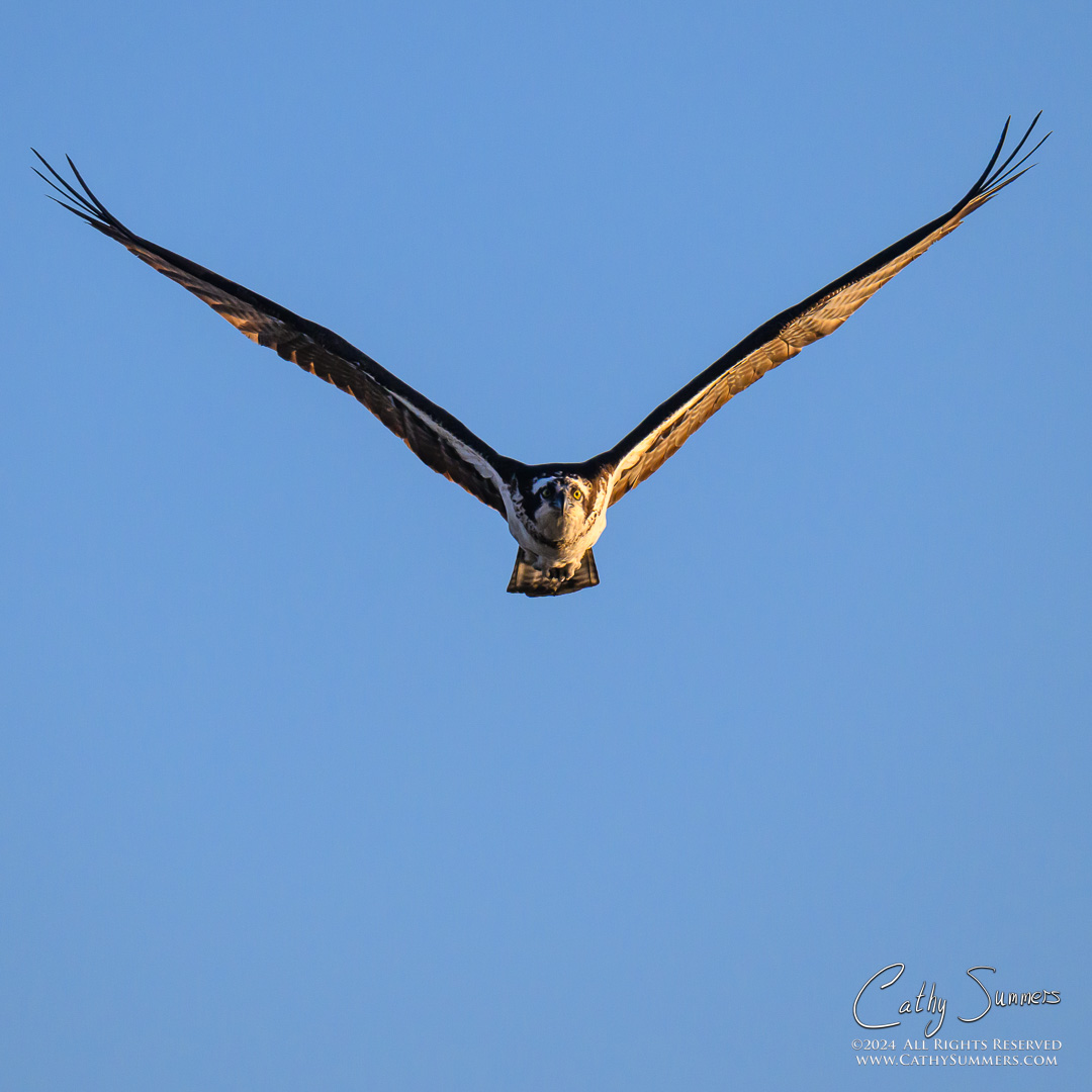 Osprey on Approach at Dyke Marsh