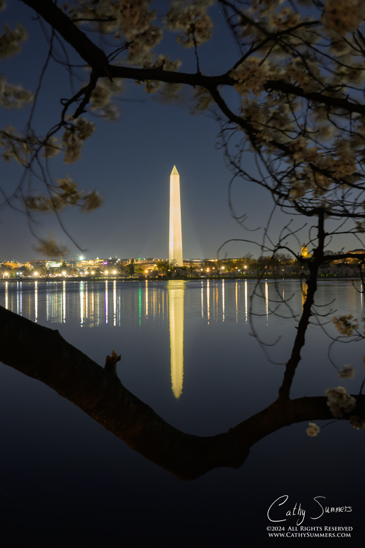Moonlit Cherry Blossoms and the Washington Monument