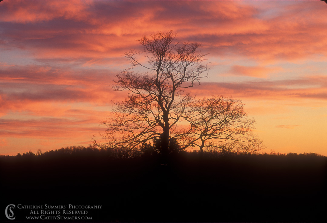 Winter Sunset Clouds and Tree Silhouette: Albemarle County, Virginia