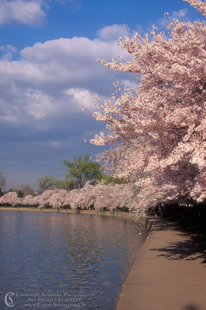 Cherry Trees and Tidal Basin: Washington, DC