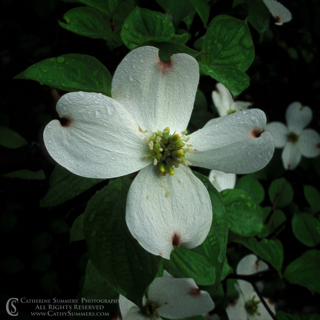 92_0390: flowers, spring, Virginia, macro, square, dogwood, white