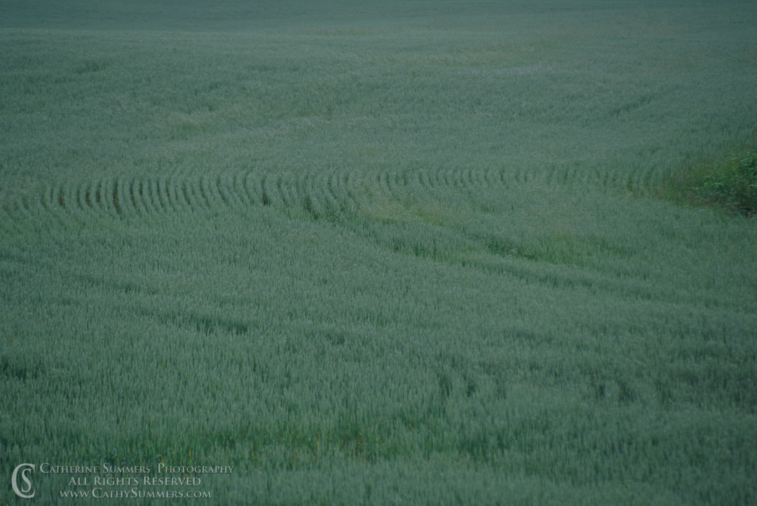 92_0765: horizontal, field, alfalfa, green, patterns, landscape