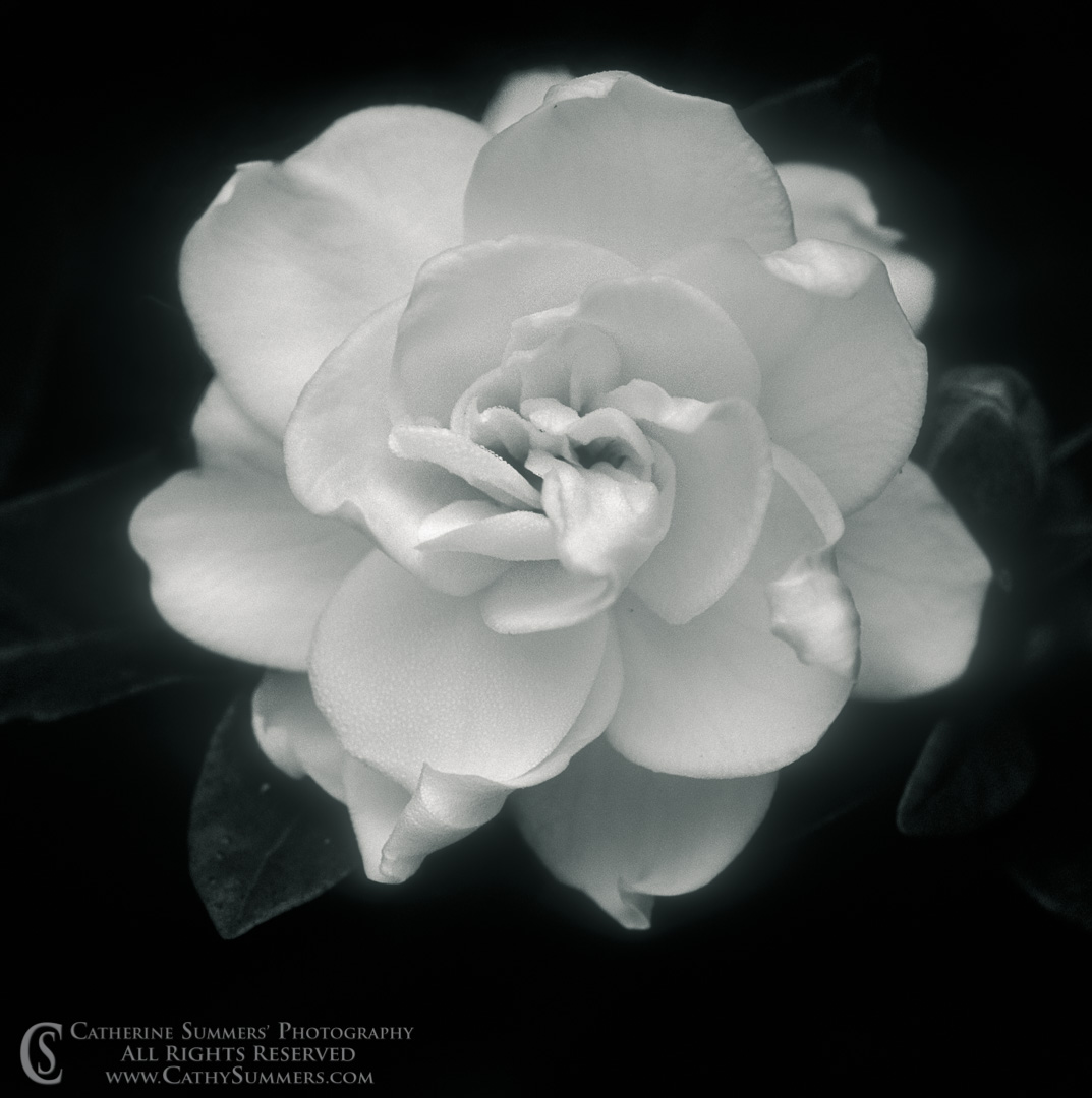Black and White of Gardenia in Bloom Macro: Virginia