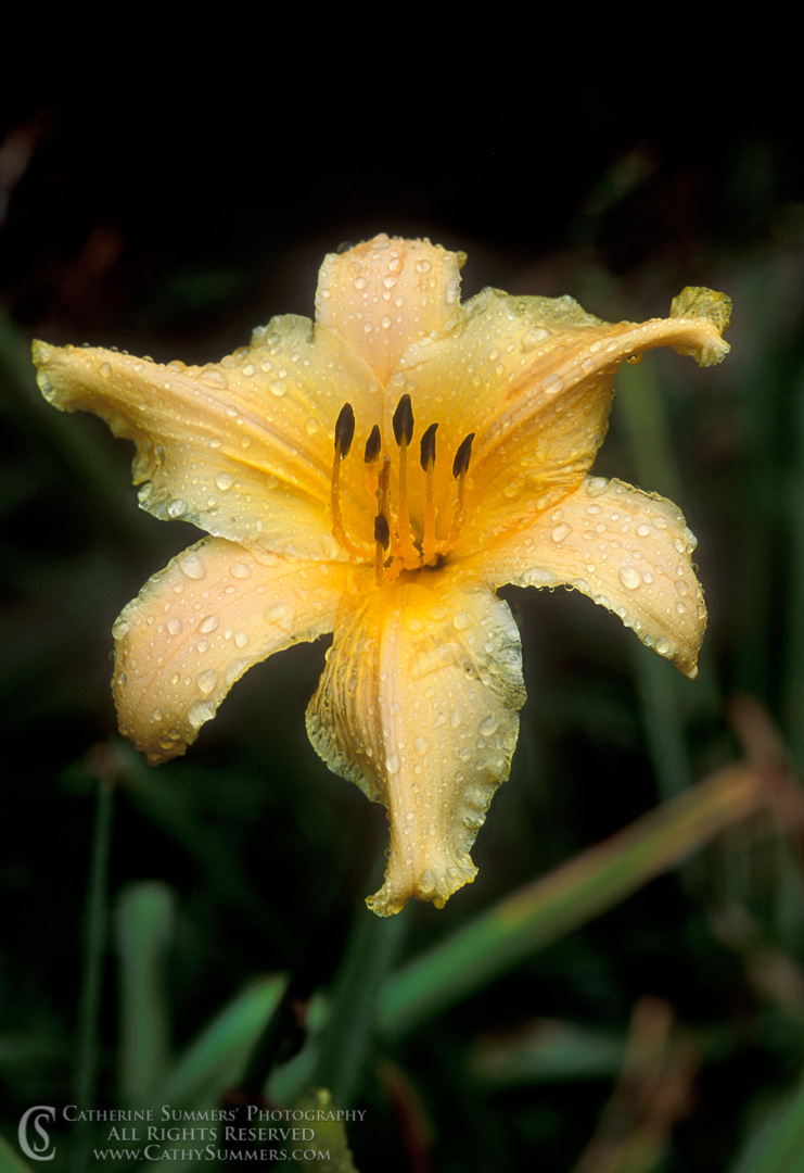Yellow Daylily in Rain #2: Virginia