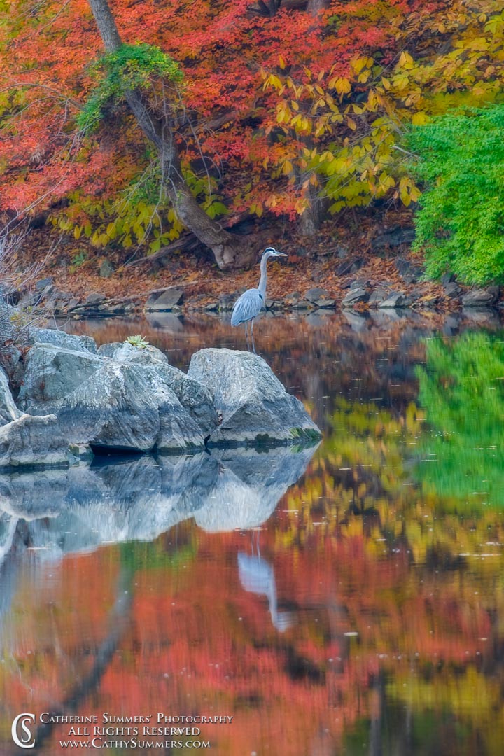 Heron and Reflection in the C&O Canal at Widewater #1 - Orton Effect