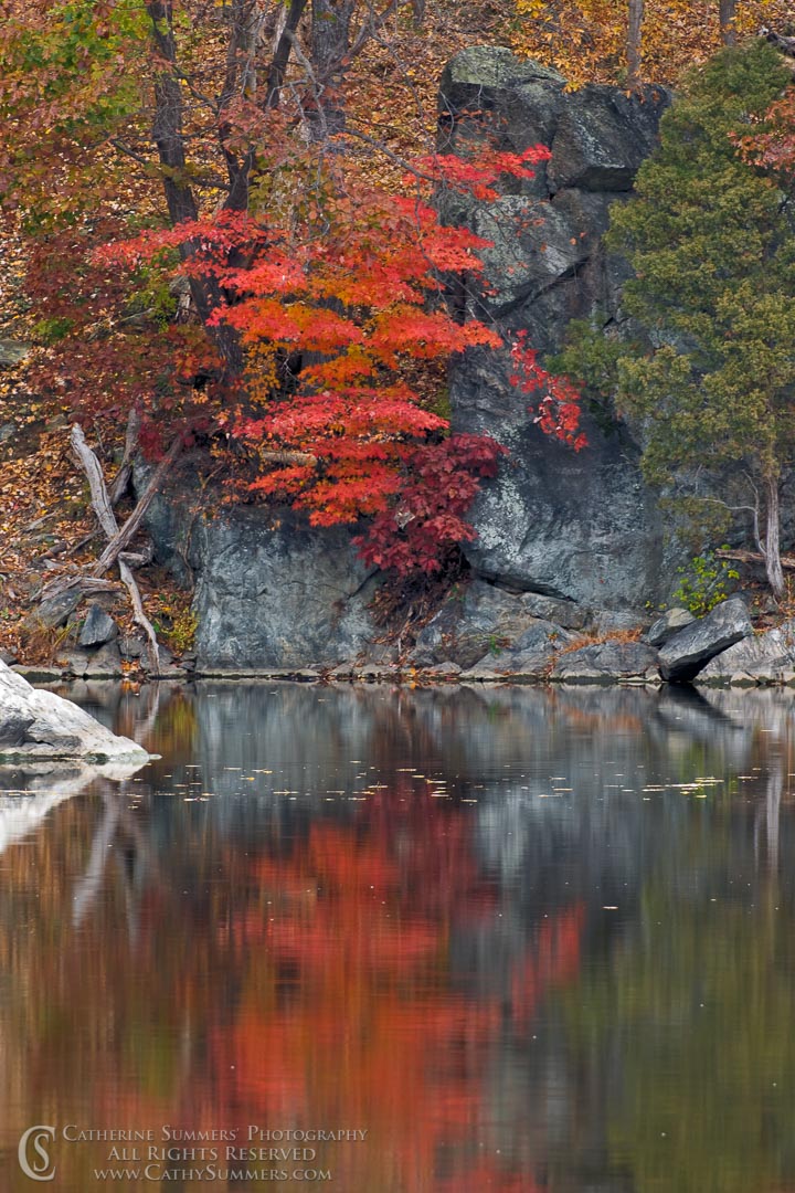 Rock and Autumn Trees Reflected in the C&O Canal: Great Falls National Park, Maryland
