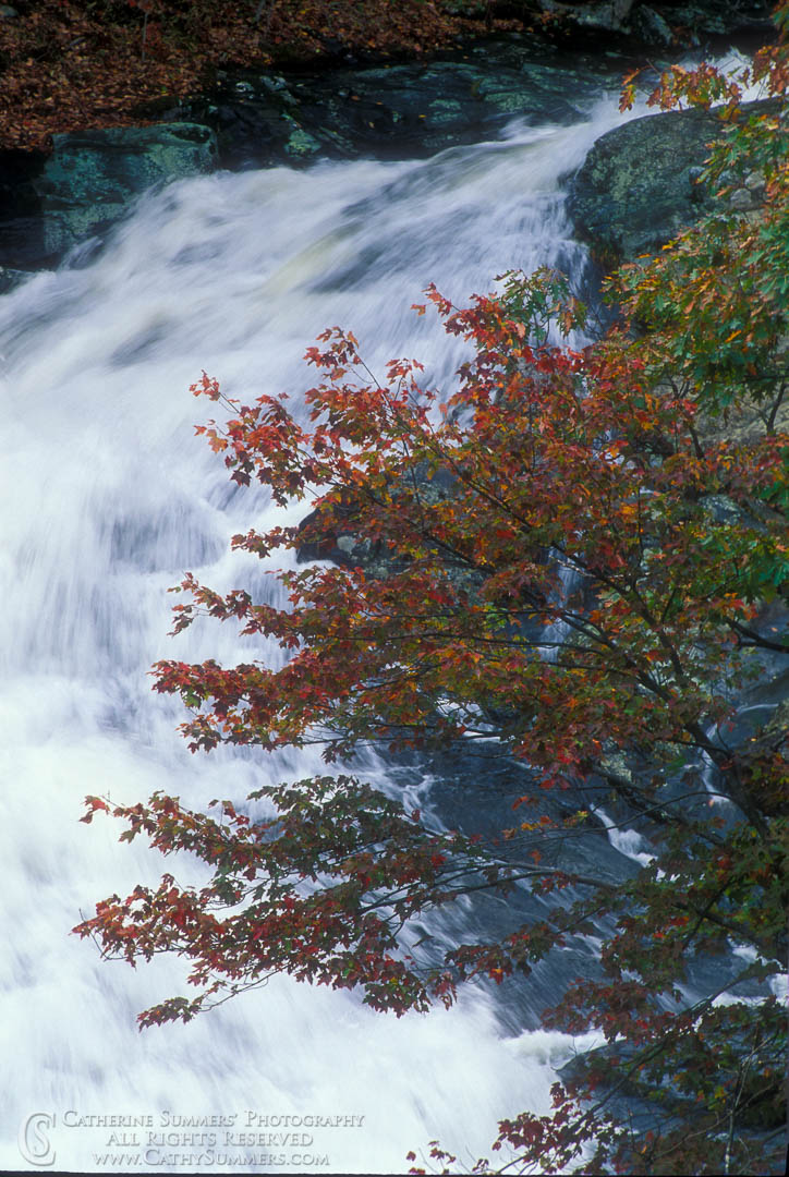 Oak Tree and Waterfall, Whiteoak Canyon: Shenandoah National Park, Virginia